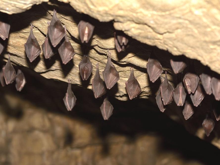 Bilim insanlarından korkutan keşif: Covid-19'un en yakın türü yarasa mağarasında bulundu