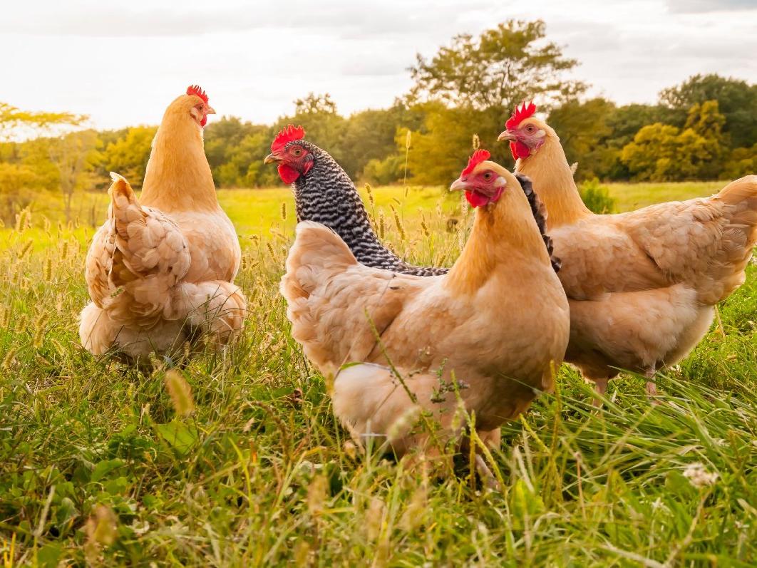 TZOB: Tavuk eti üreticileri, 'kuş gribinde bile bu kadar kötü dönem geçirmedik' diyor