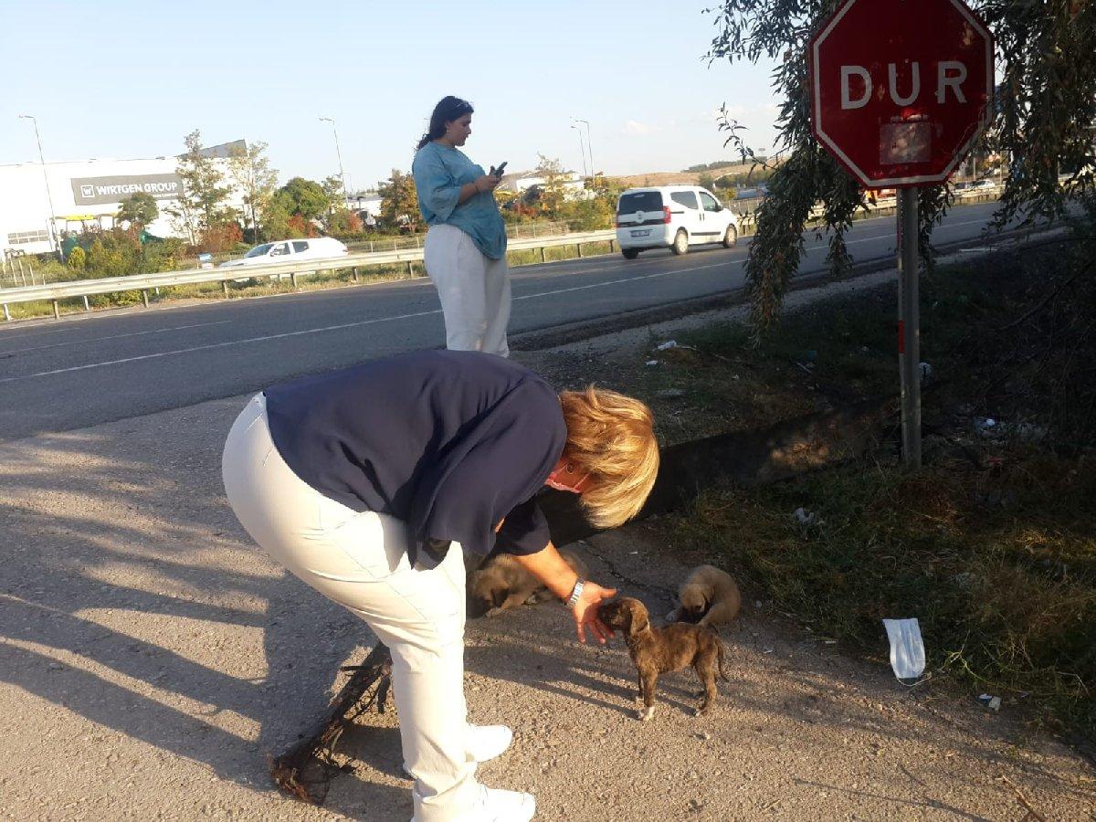 Ankara'da yol kenarına bırakılan 50 yavru köpekten 20’si telef oldu