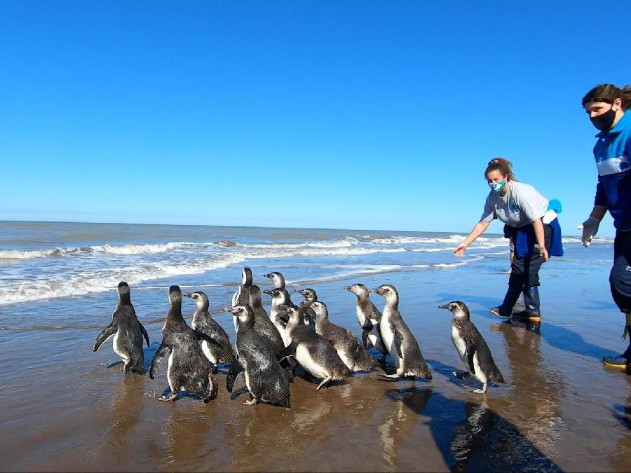 Kurtarılan 14 penguen okyanusa bırakıldı
