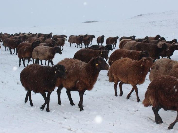 Doğuda kış başladı, koyun sürüsü tipiye yakalandı