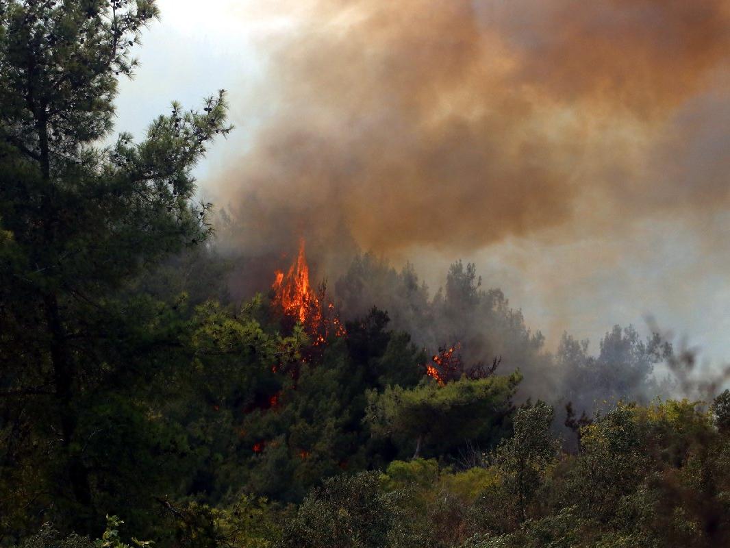 YPG/PKK'lı teröristten orman yangınlarıyla ilgili itiraf