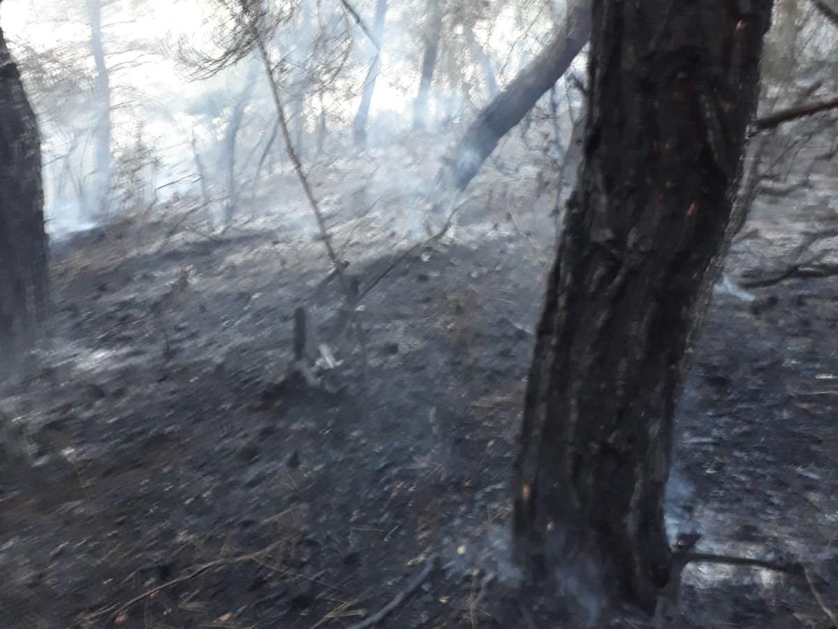 Tekirdağ'da orman yangını