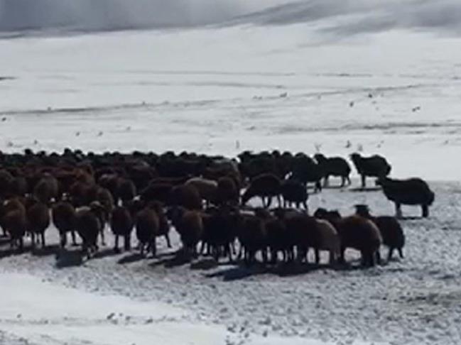 Ardahan'da kar nedeniyle yaylada mahsur kalan çoban ve sürüler kurtarıldı