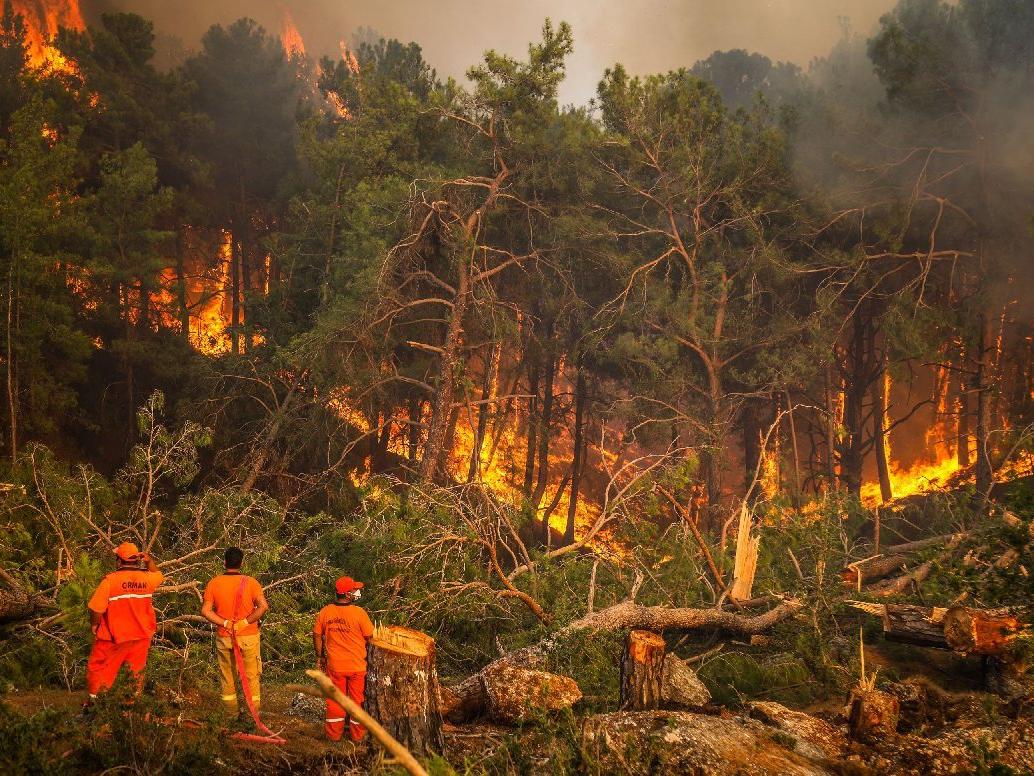 30 milyon yanmış ağaç kesilecek