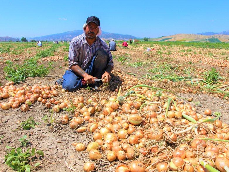 Kayrılan Türk değil yabancı çiftçi oldu