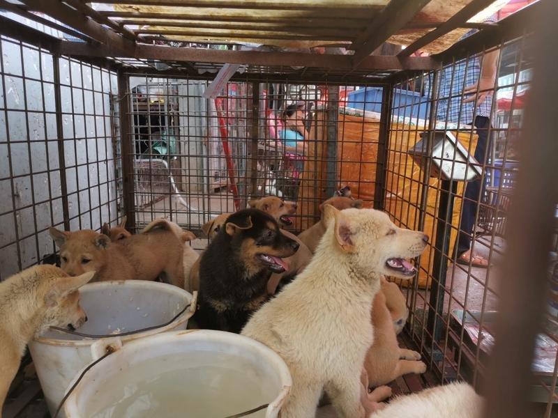Güney Kore'de köpek etinin yasaklanması gündemde