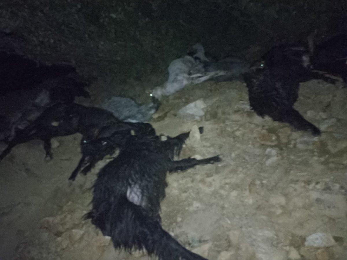 Süt sağım yerine yıldırım düştü: 10 keçi öldü