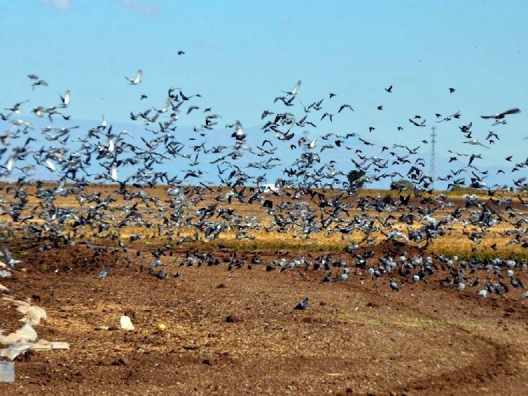 Binlerce kuş hasadı yapılan tahıl yığınlarını mesken tuttu