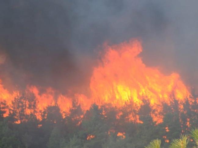 Sayıştay denetçileri: Ormanların yüzde 60'ı yangına hassas alanlar! Bakanlığın yangın eylem planı yok