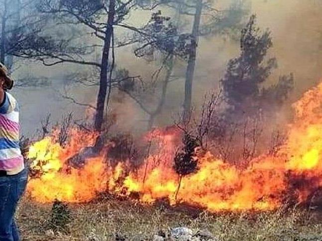 Sayıştay: Muğla orman yangınlarında ihmal var