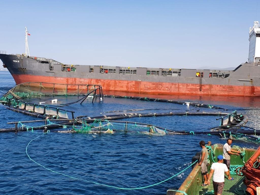 Kuru yük gemisi balık çiftliği havuzlarına çarptı: 750 bin balık denize kaçtı