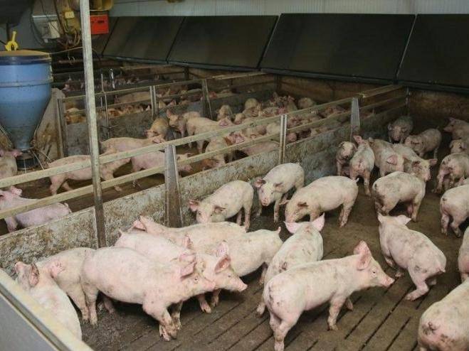 Afrika domuz vebası yayılıyor: 7,7 milyar dolarlık endüstri için büyük tehdit