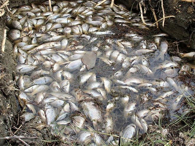 Ulaş Gölü ölü balıklarla doldu
