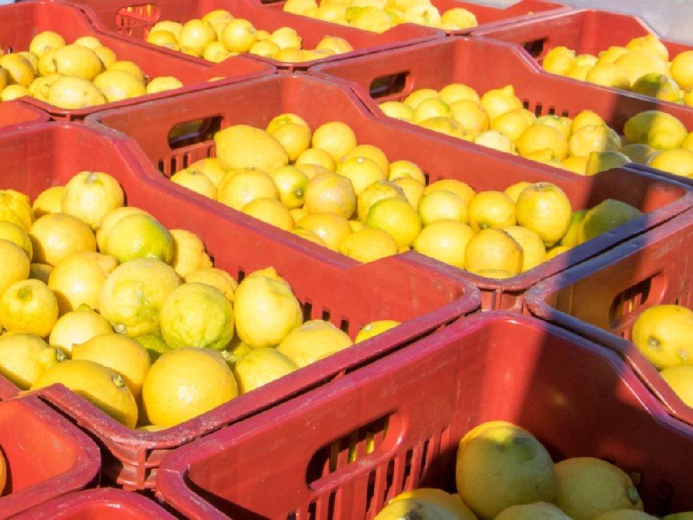 Üreticiden limon isyanı: Tarlada 1 TL, Tarım Kredi satış mağazasında 5,9 TL