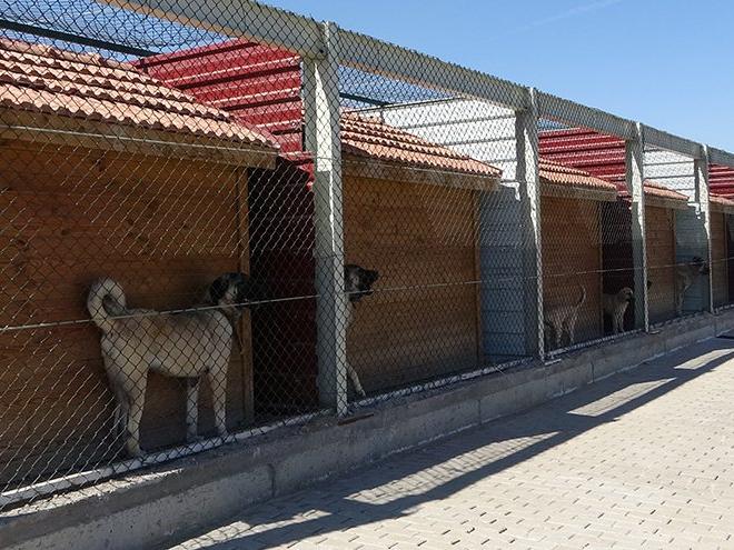 Kangal köpekleri bu tesiste korunuyor