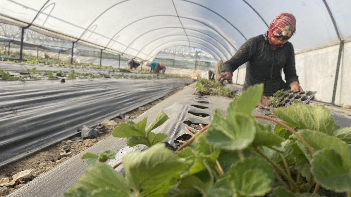 Çilek fiyatlarına ilaç ve gübre zammı