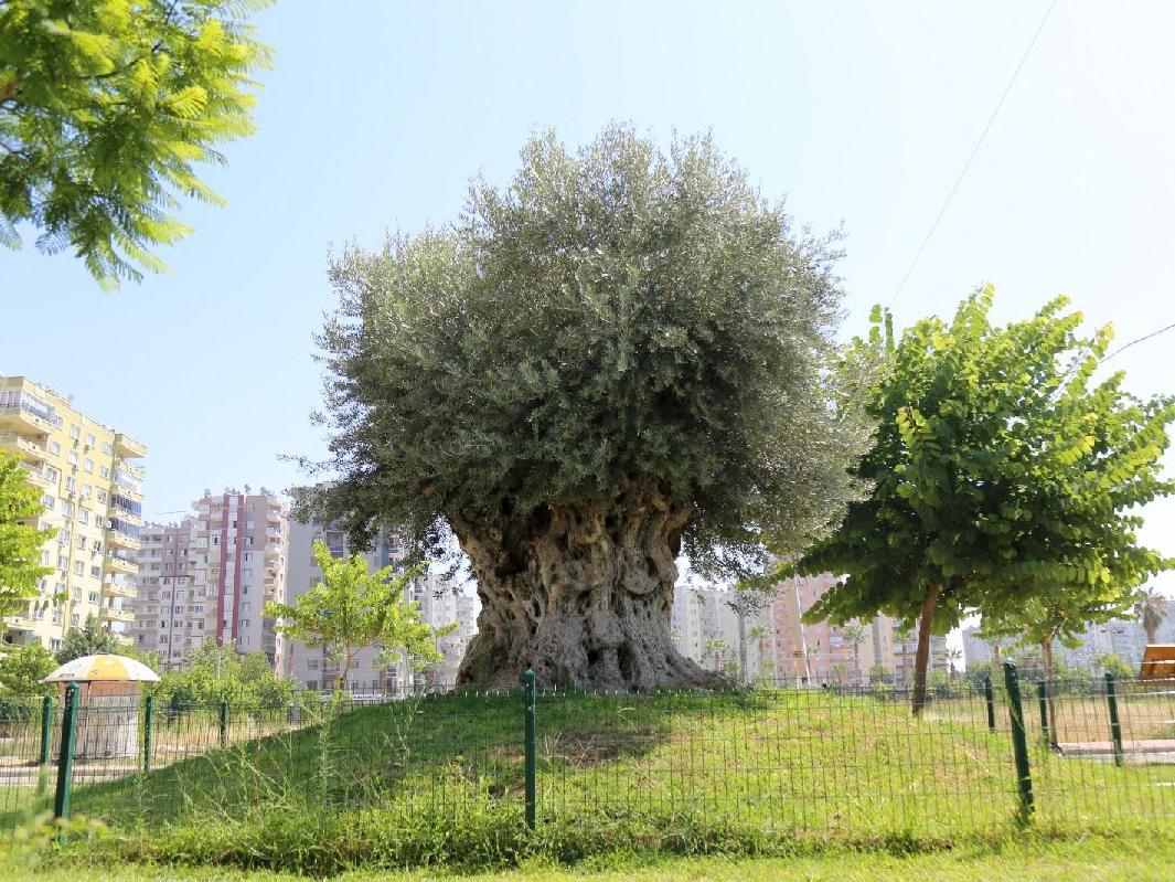 Bin 204 yaşındaki anıt ağaçtan zeytin hasadı