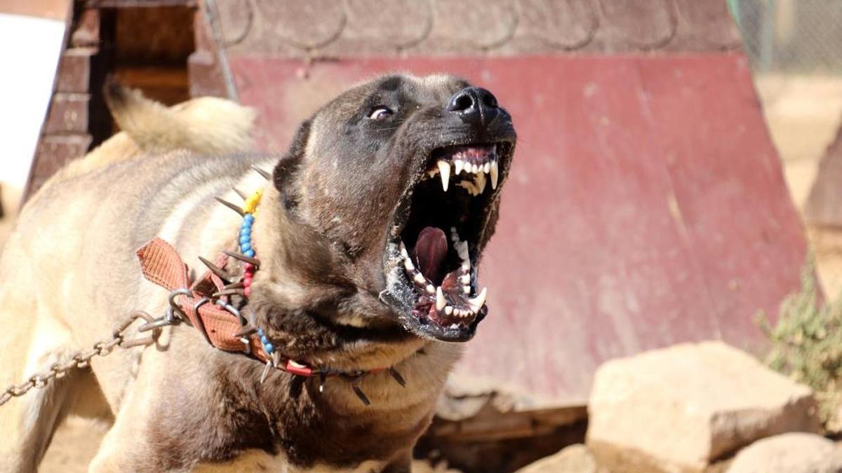 Yurtdışından talep yağıyor, lüks otomobil fiyatına alıcı buluyor