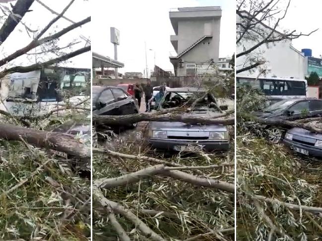 Kocaeli'de şiddetli rüzgar ağaçları devirdi
