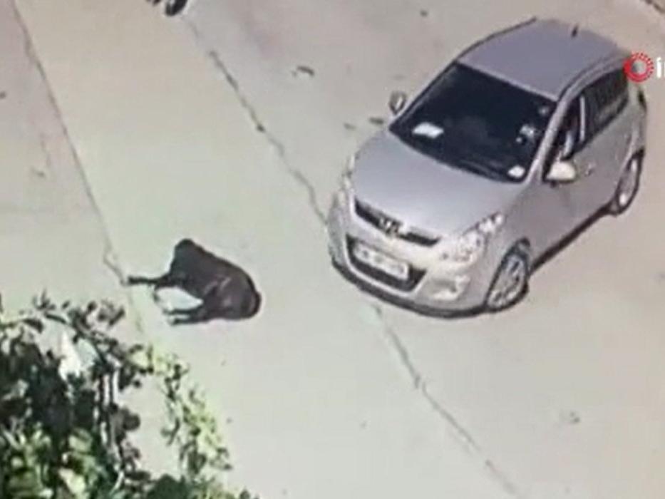 Otomobilini göz göre göre köpeğin üzerine sürdü