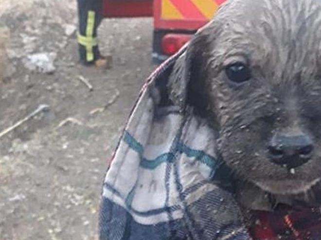 Menfezde mahsur kalan 7 yavru köpek kurtarıldı
