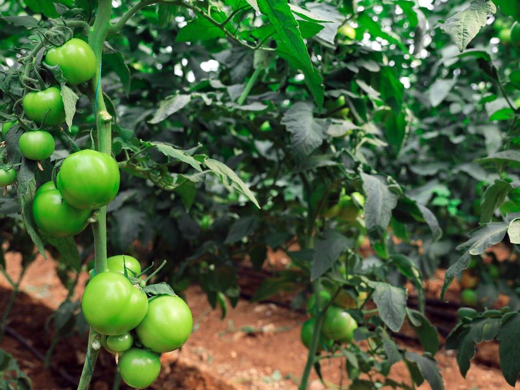 Yaylada hasat süresi uzadı, domatesin fiyatı 10 lirayı geçti