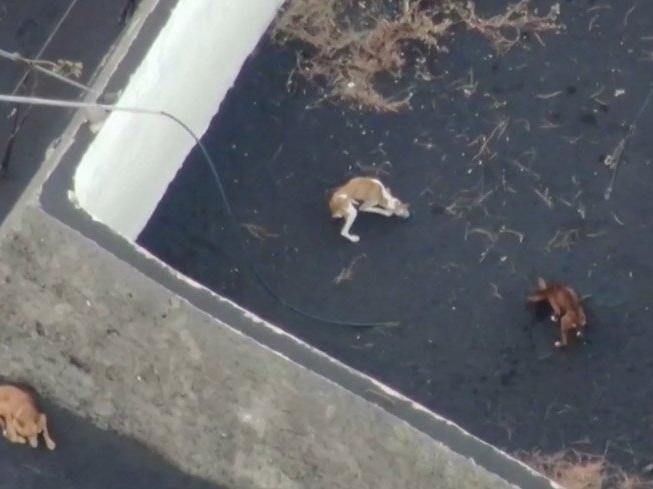 Felaketi yaşayan La Palma'da mahsur kalan köpekler drone ile kurtarılacak