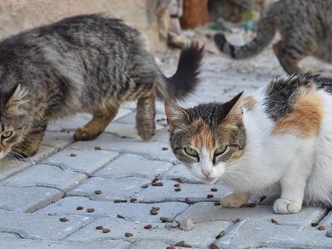 AKP'li belediyenin hayvan hastanesinde kediler ölen kedileri yemiş
