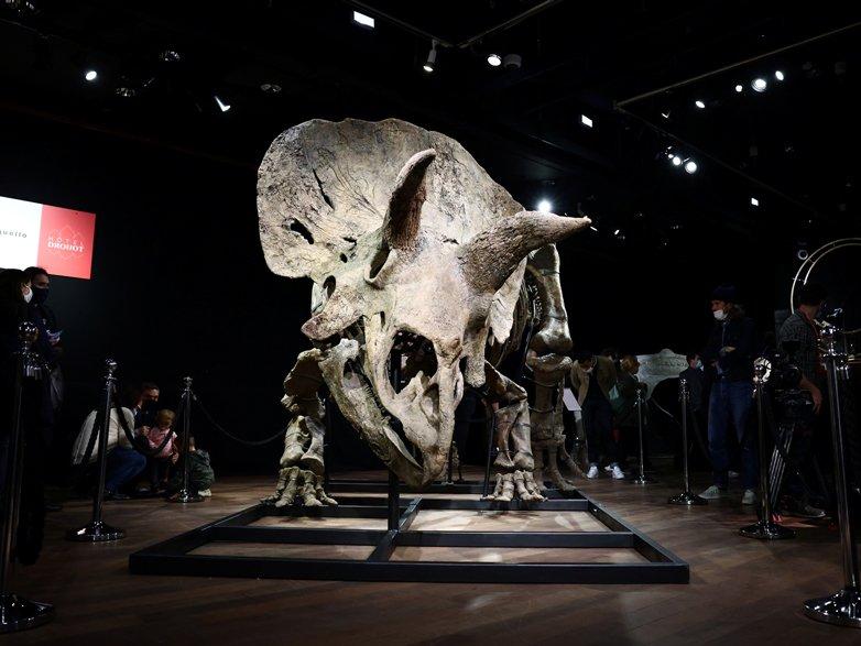 En büyük triceratops dinozor fosili 5.5 milyon euroya satıldı