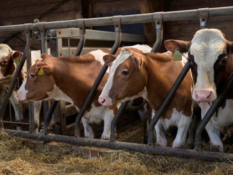 Hollanda'da endişe verici araştırma: Çiftlik hayvanlarının kanında mikroplastik çıktı