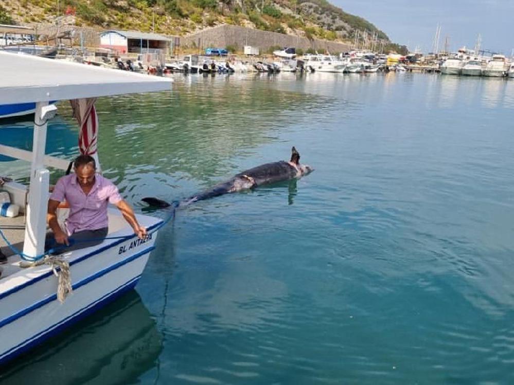 İlk kez Antalya kıyılarında görüldü! 5 metrelik yalancı katil balina