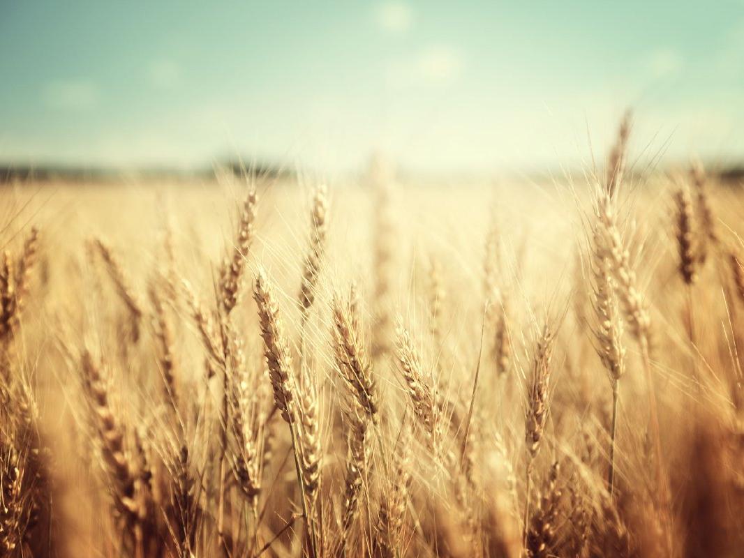 TÜİK açıkladı: Buğday üretimi geçen yıla göre yüzde 14 azalacak