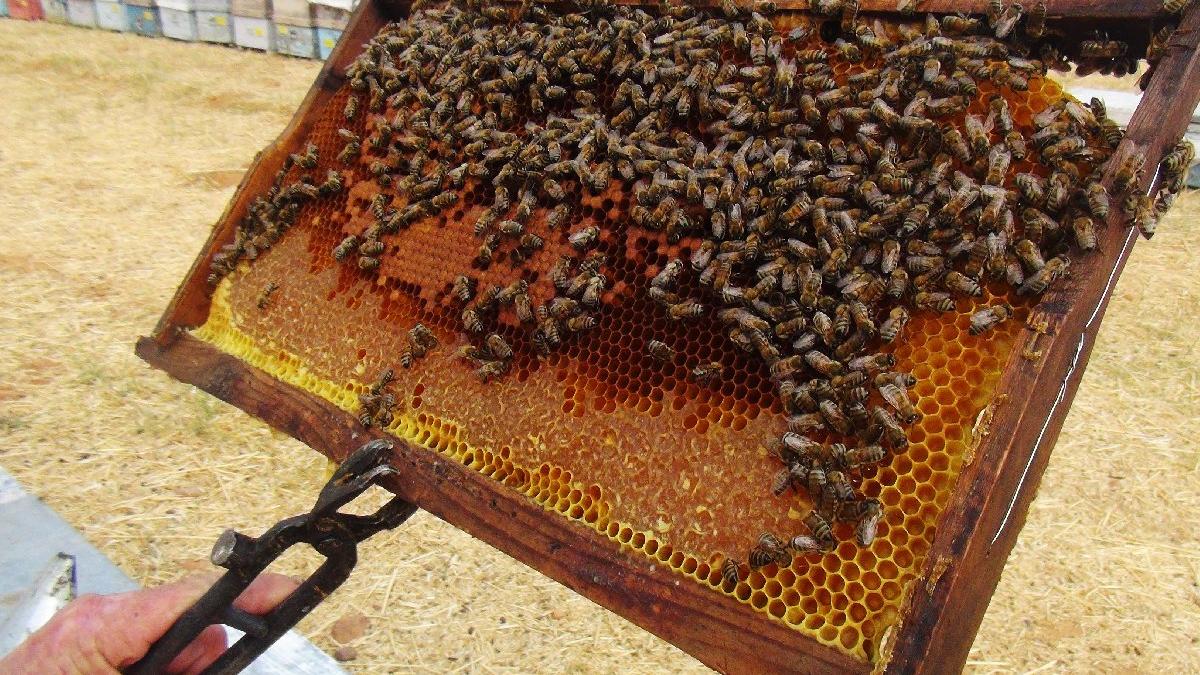 Türkiye Arıcılar Birliği Başkanı uyardı: Arı olmazsa tarım çöker