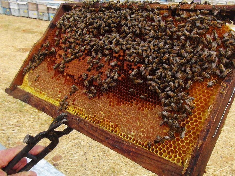 Türkiye Arıcılar Birliği Başkanı uyardı: Arı olmazsa tarım çöker