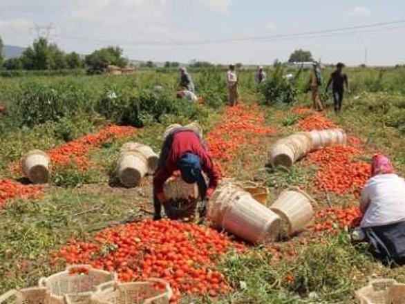 Çiftçi işi bırakıyor gıda krizi kapıda