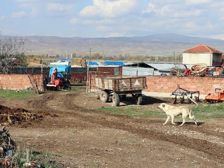 Eskişehir'de kuduz karantinası; 17 köpek uyutuldu