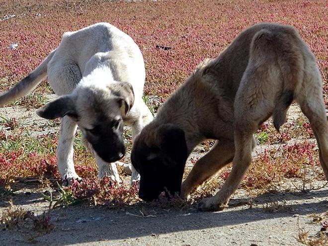 Sular çekildi, oluşan adacıklarda köpekler besleniyor