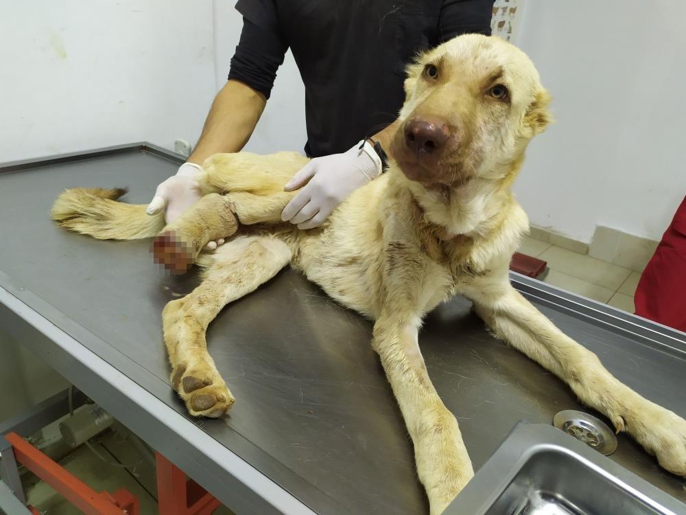 6 aylık köpeğe yapılan işkence pes dedirtti
