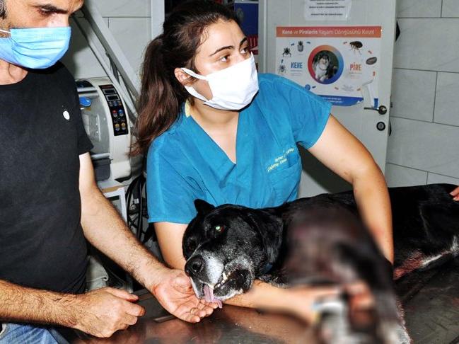Bodrum sahilinde dehşet saçtı: Köpeğe ateş etti, üç kadını vurdu