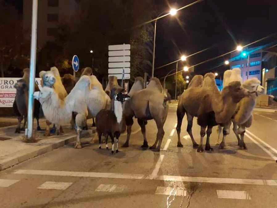 İspanya'da sirkten kaçan develer için sabotaj iddiası