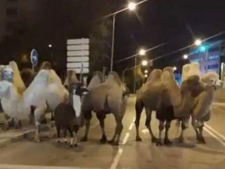 Sirkten kaçan sekiz deve ve bir lama polis tarafından bulundu