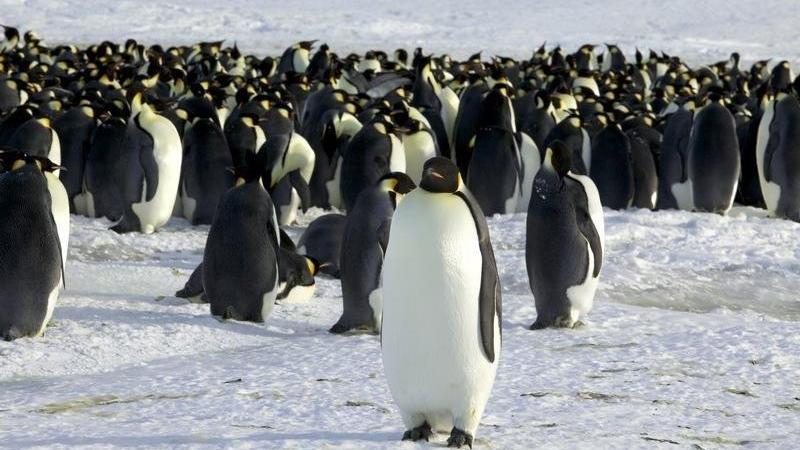 Antarktika pengueni yanlışlıkla Yeni Zelanda'ya seyahat etti