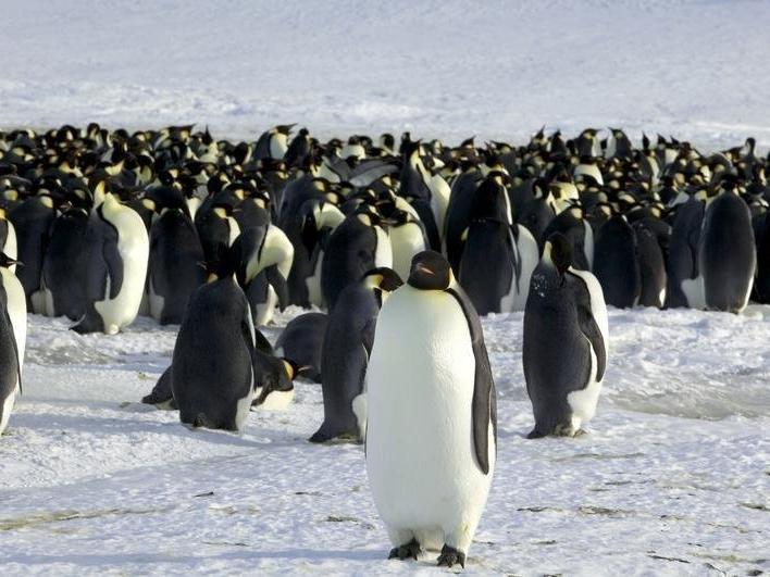 Antarktika pengueni yanlışlıkla Yeni Zelanda'ya seyahat etti