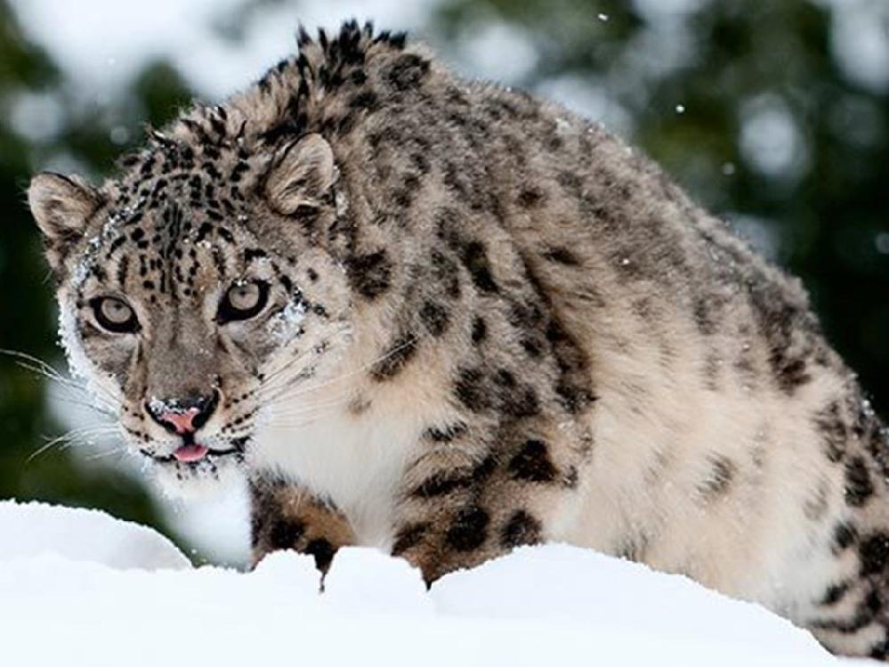 Corona hayvanları da etkiledi! 3 kar leoparı Covid-19'dan öldü