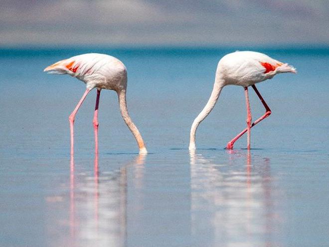 Flamingolar göçe hazırlanıyor