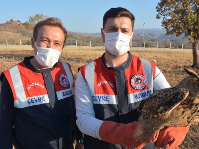 Jandarmanın bulduğu yaralı puhu kuşu tedavi altına alındı