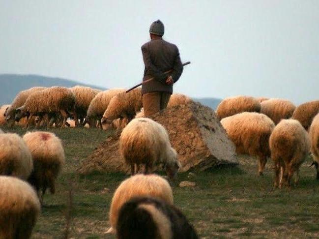 'Afgan çoban' ilanı veren şahıs gözaltına alındı