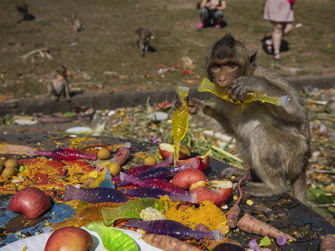 Maymunlar için açık büfe festivali