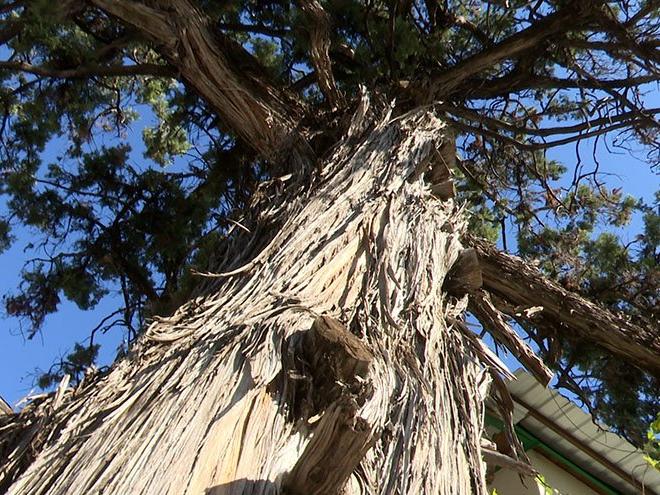 500 yıllık ardıç ağacı tescillendi